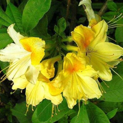 Rhododendron "Directeur Moerlands" (Rododendro) [Vaso 22cm]