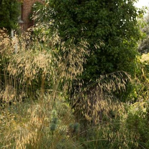Stipa gigantea "Variegata" [Vaso 12cm]