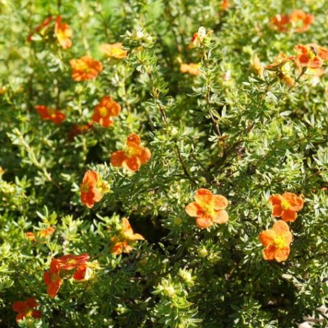Potentilla fruticosa "Red Star" [Vaso 19cm]