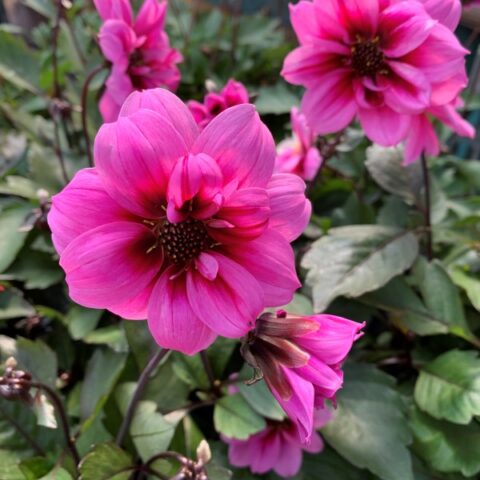 Dahlia Dark Pink [Vaso 14cm]