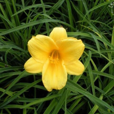 Hemerocallis "Mini Stella" [Vaso 14cm]