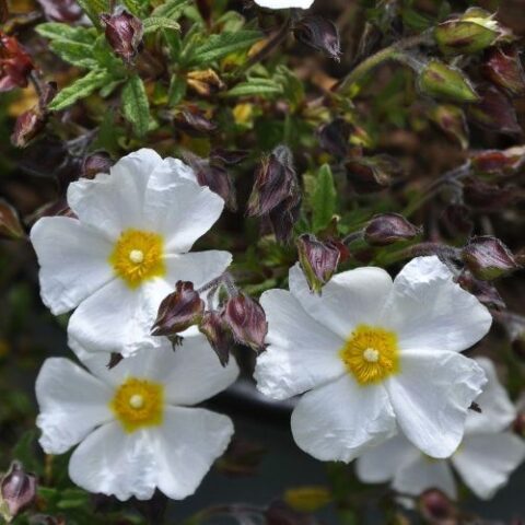Cistus x hybridus (Cisto) [Vaso 13cm]