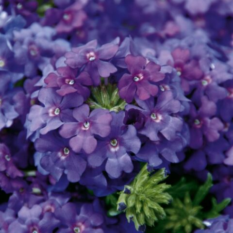 Verbena Vepita Blue Violet [Vaso 14cm]