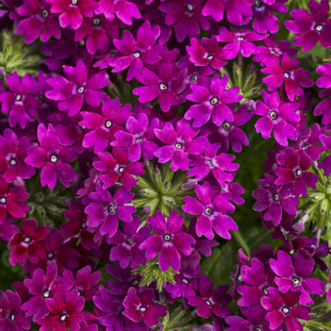 Verbena hybrid Superbena Royale Plum Wine [Vaso 14cm]