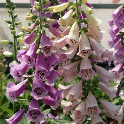 Digitalis purpurea "Foxy Mix" [Vaso 10cm]