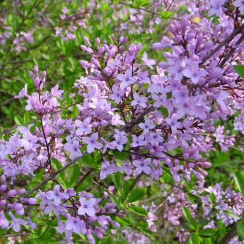 Syringa x persica "Laciniata" (Lill) [Vaso 20cm]