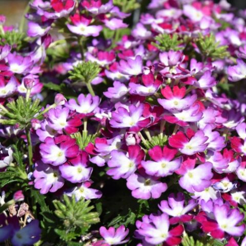 Verbena Vepita Amethyst Kiss [Vaso 14cm]