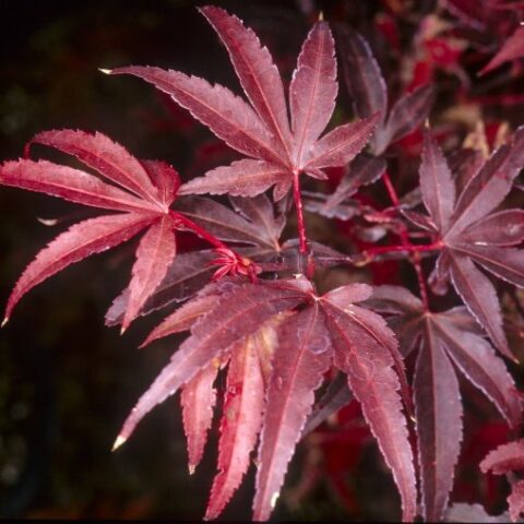 Acer palmatum "Skeeter's Broom" (Acero) [H. 50-60 cm.]