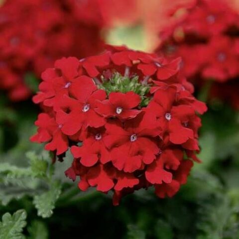 Verbena Vepita Scarlet [Vaso 14cm]