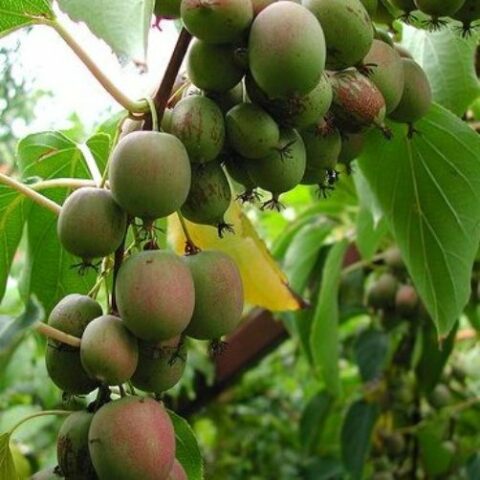 Actinidia arguta "Bayern" - FEMMINA (Mini Kiwi) [Vaso 15cm]