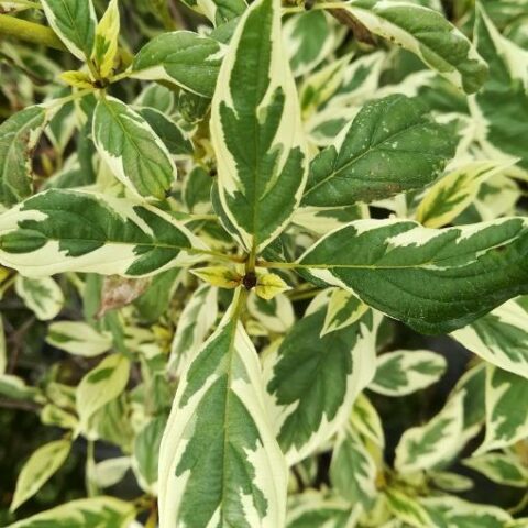 Cornus sericea "White Gold" [Vaso 19cm]