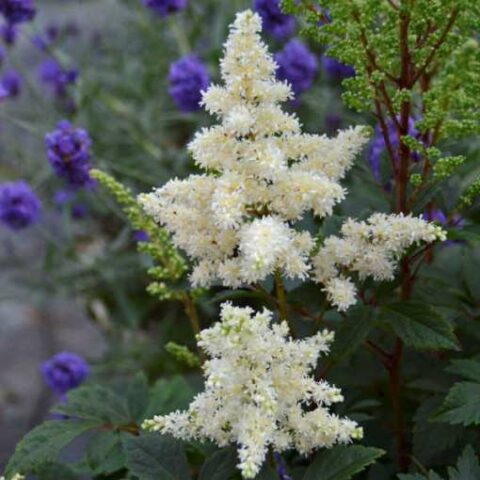 Astilbe x arendsii "Astary White" [Vaso 8/10cm]