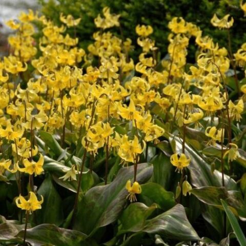 Erythronium pagoda [Vaso 14cm]