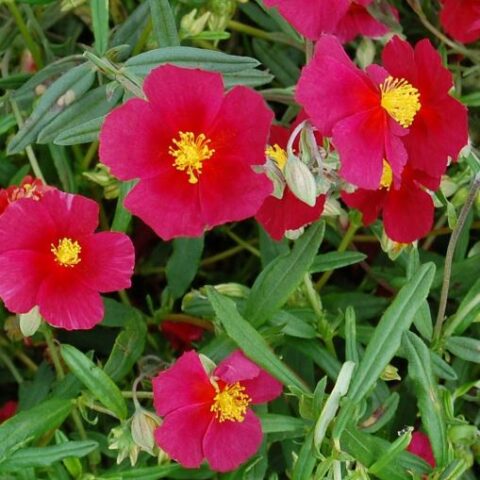 Helianthemum hybridum"Red Orient" [Vaso 10cm]