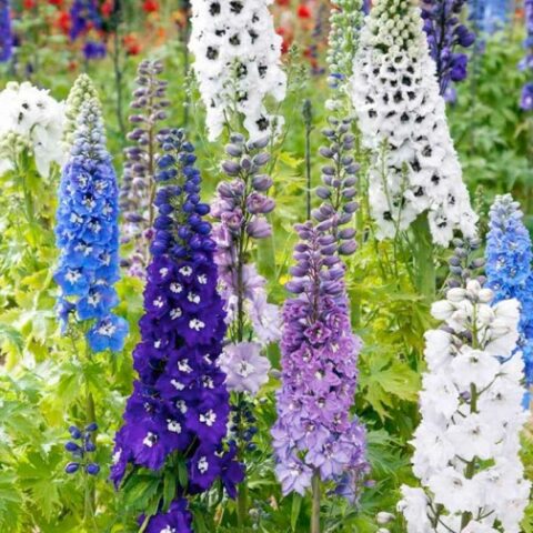Delphinium pacific "Magic F. Mix" (Delfinio) [Vaso 10cm]