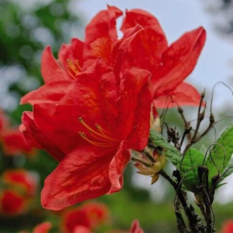Rhododendron "Koster's Brilliant Red" (Rododendro) [Vaso 22cm]