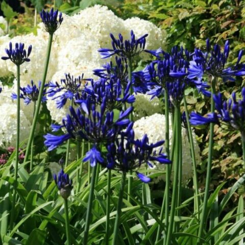 Agapanthus "Graphite Blue" (Agapanto) [Vaso 18cm]