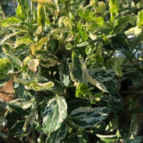 Euonymus fortunei "Harlequin" (Evonimo) [Vaso 18cm]