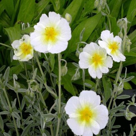 Helianthemum hybridum"Snow Queen" [Vaso 10cm]