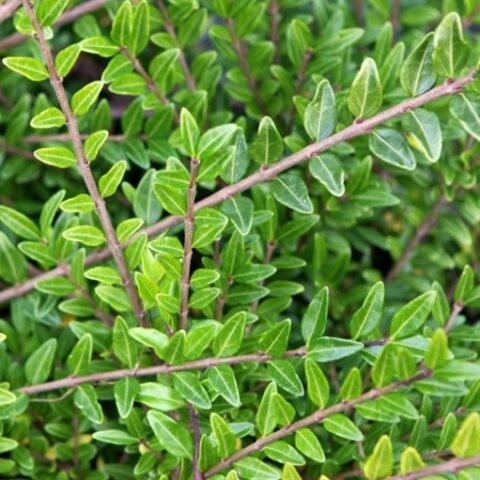 Lonicera pileata "Moss Green" [Vaso 14cm]
