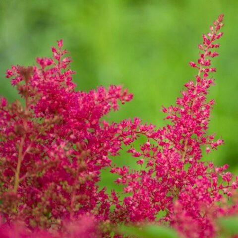 Astilbe x arendsii "Koblenz" [Vaso 8/10cm]