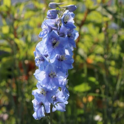 Delphinium pacific "Summer Skies" (Delfinio) [Vaso 8/10cm]