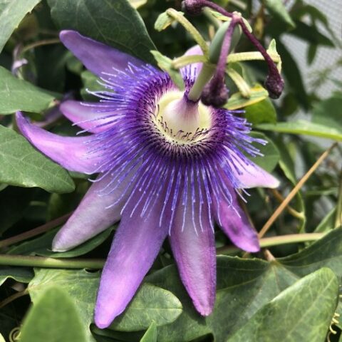 Passiflora "Purple Passion" (Maracuja o Frutto della Passione) [Vaso 15cm]