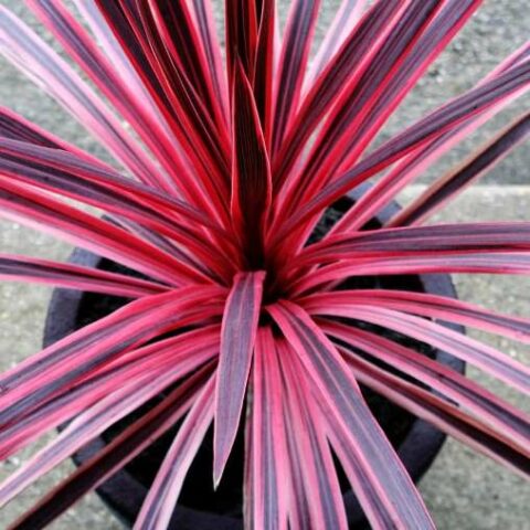 Cordyline australis "Pink Fire" (da esterno) [Vaso 19cm]