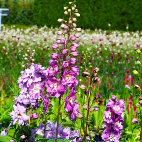 Delphinium pacific "Astolat" (Delfinio) [Vaso 10cm]