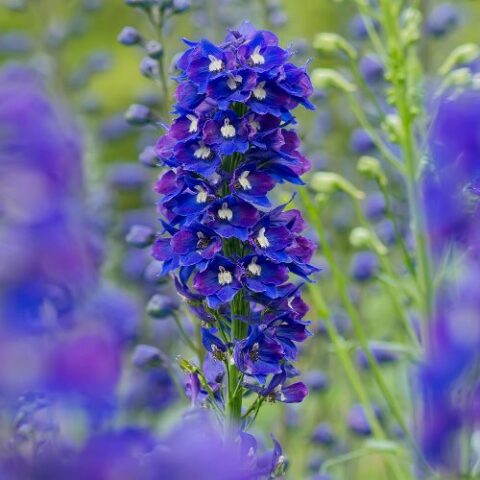 Delphinium pacific "King Arthur" (Delfinio) [Vaso 10cm]