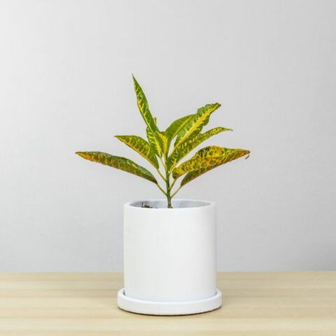 Codiaeum variegatum "Red Banana" (Croton) Baby Plant [Vaso 6cm]