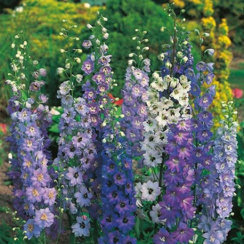 Delphinium pacific "Mix" (Delfinio) [Vaso 10cm]