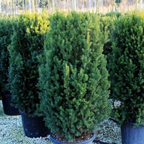 Taxus x media "Hillii" (Tasso) [Vaso 18cm]