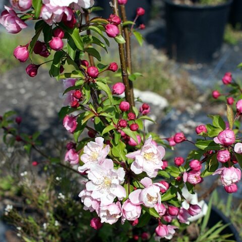 Malus "Evereste" (Melo da fiore) [H. 80-100 cm.]