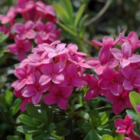Daphne cneorum [Vaso 19cm]