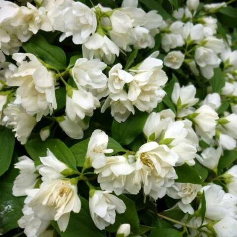 Philadelphus "Manteau d'Hermine" (Filadelfo) [Vaso 19cm]