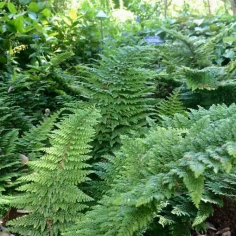 Polystichum setiferum "Plumosum" [Vaso 18cm]