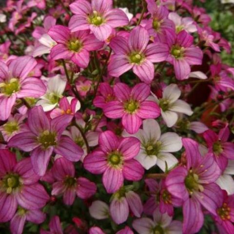 Saxifraga x arendsii "Touran Pink" [Vaso 14cm]