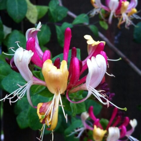 Lonicera periclymenum "Belgica" [Vaso 15cm]
