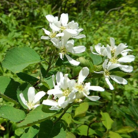 Amelanchier alnifolia "Prince William" [Vaso 19cm]