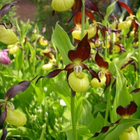 Cypripedium [Vaso 12cm]