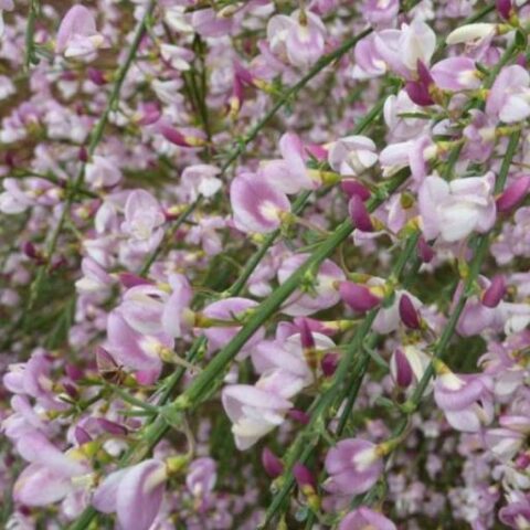 Cytisus scoparius "Moyclare Pink" (Ginestra) [Vaso 18cm]