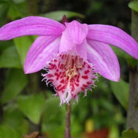 Pleione [Vaso 12cm]