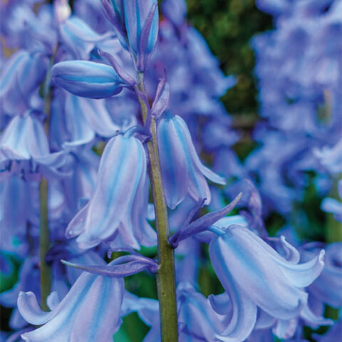 Hyacinthoides hispanica "Excelsior" (Scilla giacintoide) [Vaso 14cm]
