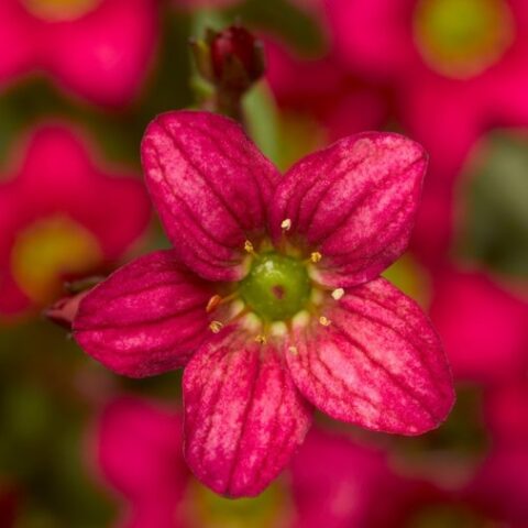 Saxifraga x arendsii "Alpino Rose" [Vaso 11cm]
