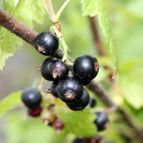 Ribes Nigrum "Titania" [Vaso 12cm]