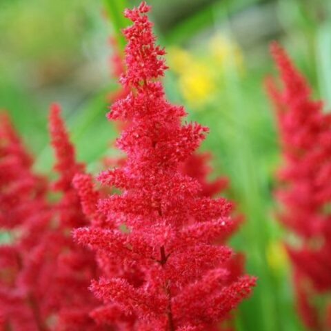 Astilbe Arendsii Red (1 BULBO)