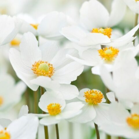 Anemone sylvestris "Snow White" [Vaso 14cm]