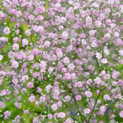 Gypsophila Pink (3 BULBI)