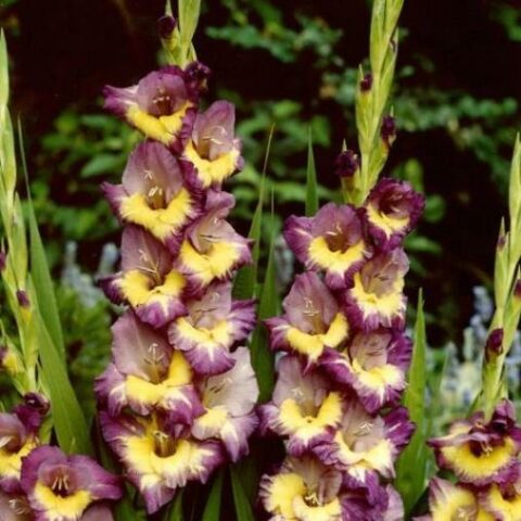Gladiolus Dynamite - Gladiolo (10 BULBI)